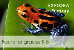 orange frog with black markings on a lily pad