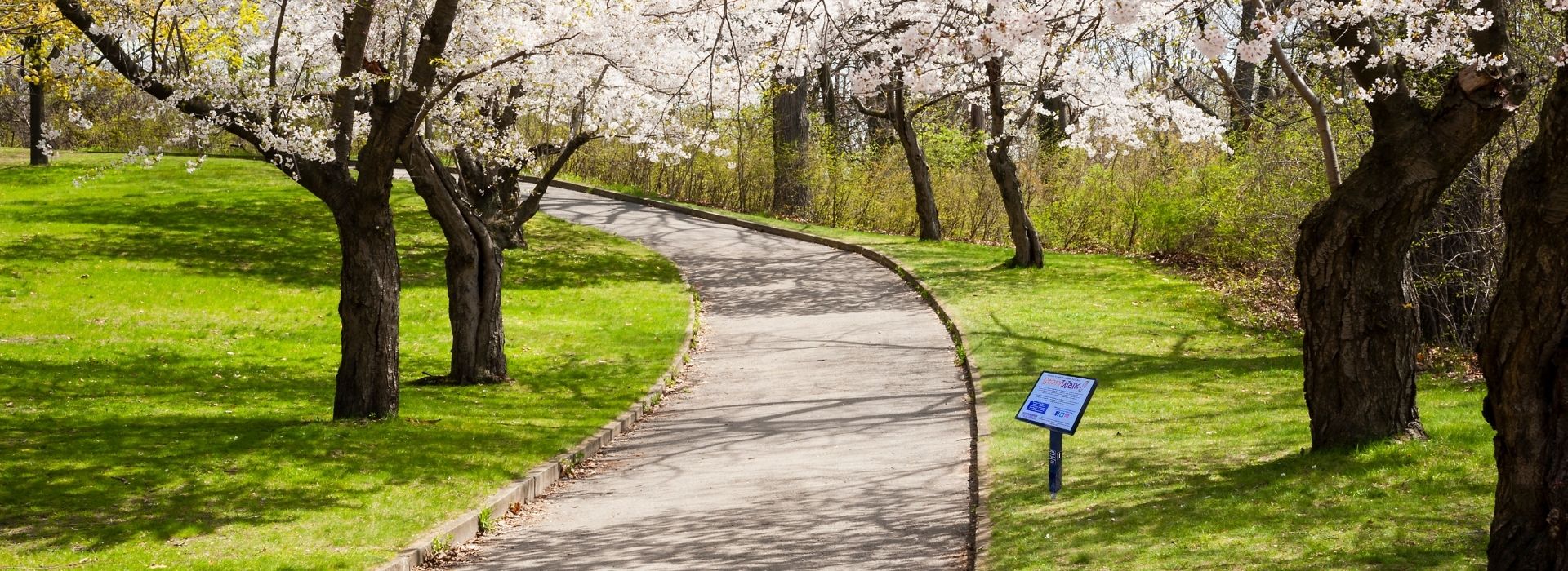 light pink weeping cherry blossom trees along a winding path in the park with green grass