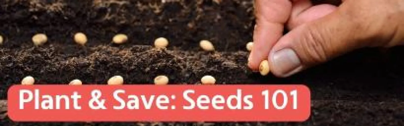 handplanting a seed in the dirt