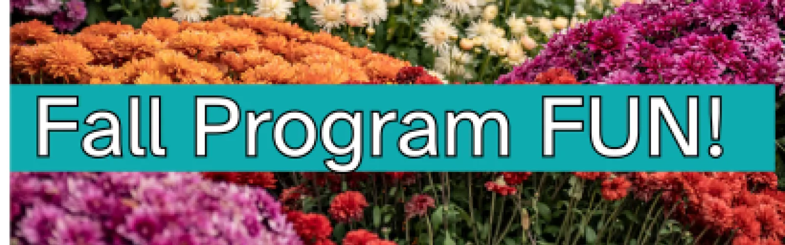 colorful mums with white text over them 